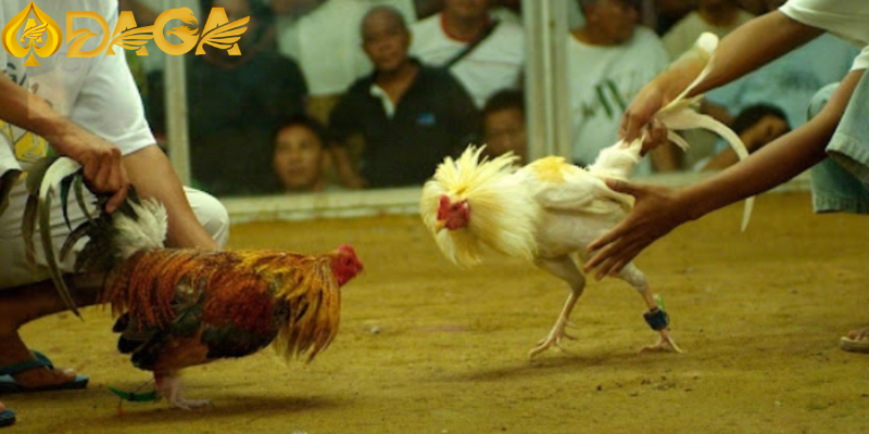 Điều kiện để tham gia vào sân chơi đá gà Điều kiện để tham gia vào sân chơi đá gà