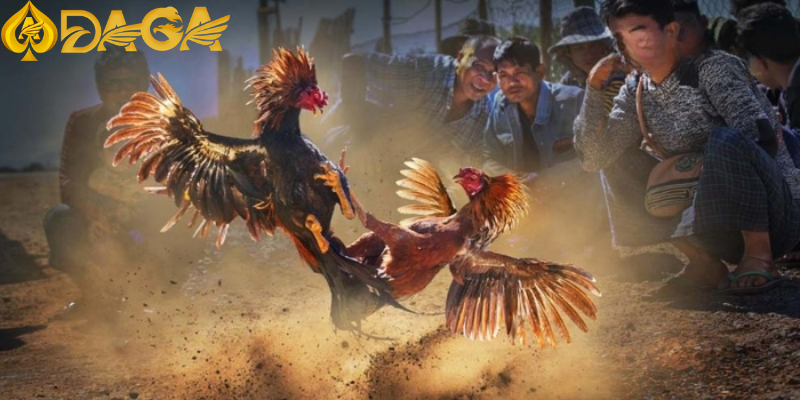 Hướng dẫn tham gia cá cược đá gà tại đơn giản, nhanh chóng Hướng dẫn tham gia cá cược đá gà tại đơn giản, nhanh chóng