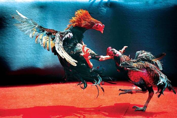Đá gà Thomo trực tiếp