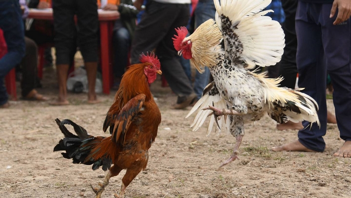 Bí quyết thắng đá gà Thomo