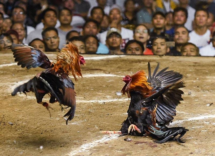 Các giải đá gà Thomo