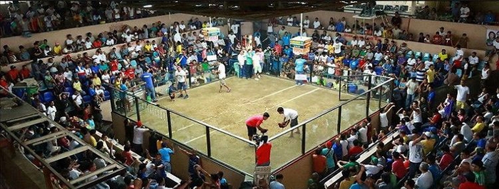 Các giải đá gà Thomo thu hút đông đảo người tham dự toàn khu vực