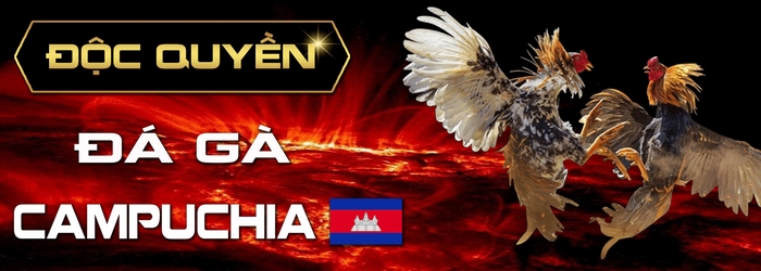 Cược thủ có thể theo doi, tham gia các giải đá gà Thomo qua hệ thống trực tuyến của nhà cái uy tín