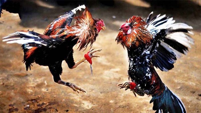 Luật lệ các giải đá gà Thomo luôn bài bản, quy định rõ về các trường hợp có thể xảy ra khi thi đấu