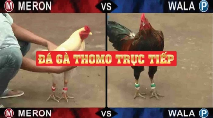 Lục Đại Tranh Hùng CPC2 & CPC3 là một trong các giải đá gà Thomo nổi bật, đón nhận nhiều sự quan tâm của kê thủ