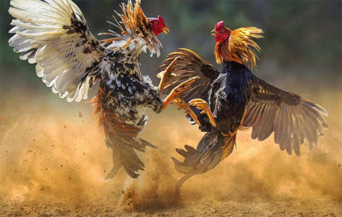 Những yếu tố khiến cho kèo cược Meron thay đổi