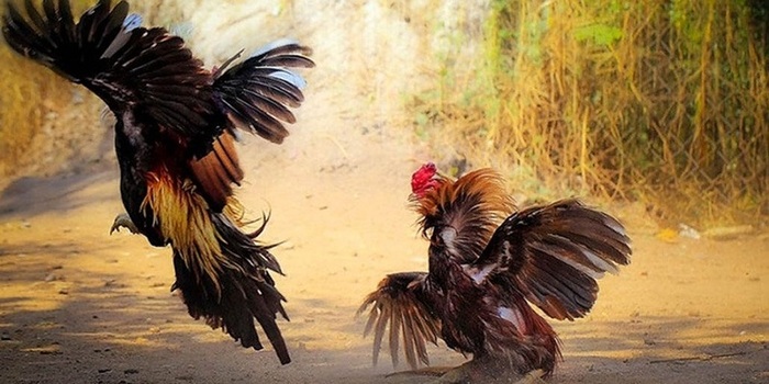 Tìm hiểu chung về kèo cược Wala trong đá gà
