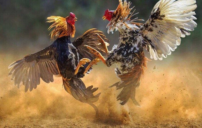 Mách bạn bí quyết soi kèo đá gà Thomo Daga hiệu quả