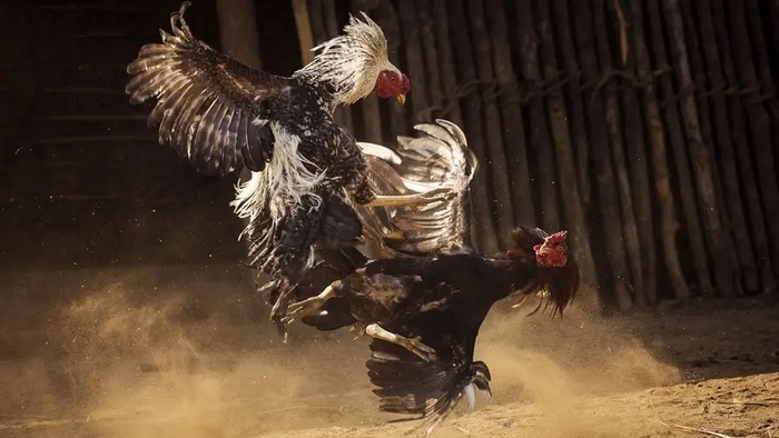 Trọng tài luôn cập nhật tình hình trận đá gà Thomo mới nhất và là người quyết định kết quả cuối cùng
