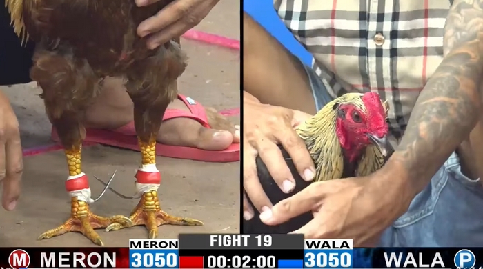 Lịch đá gà Thomo mới nhất được cập nhật mỗi ngày trên hệ thống trực tuyến