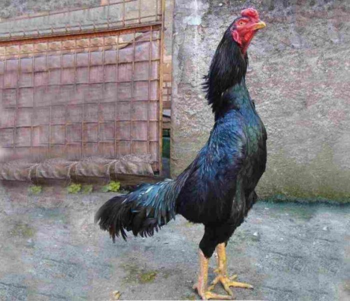 Giá gà đá Thomo giống Shamo Nhật Bản khá cao nếu là gà thuần chủng
