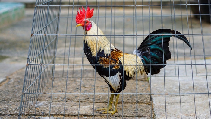 Gà Tre - Một giống gà nhỏ bé nhưng có giá gà đá Thomo khó tin
