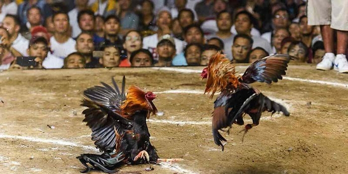 Kinh nghiệm đi xem đá gà Thomo