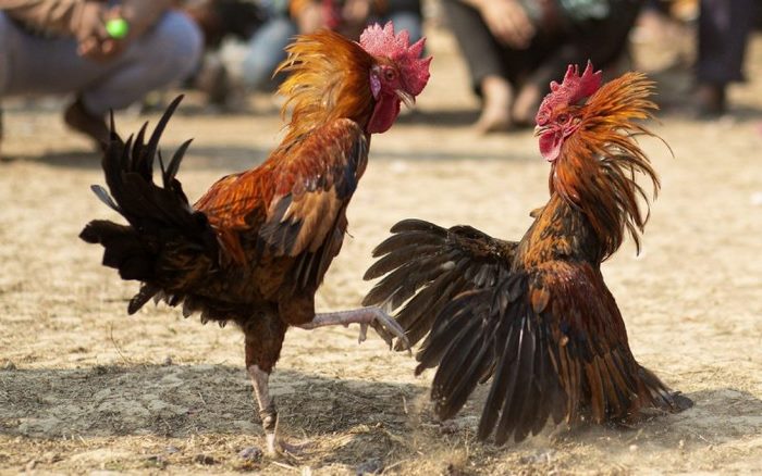 Cao thủ nhiều kinh nghiệm đi xem đá gà Thomo cho biết những mánh khóe cần tránh để không thua thiệt