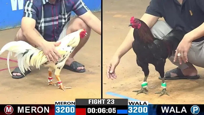 Kinh nghiệm đi xem đá gà Thomo hàng đầu là hãy chọn c nhà cái uy tín để đặt cược khi chơi trực tuyến