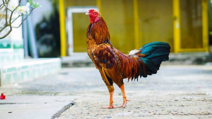 Sư kê có kỹ thuật nuôi gà đá Thomo tốt sẽ có được những chiến kê dũng mãnh