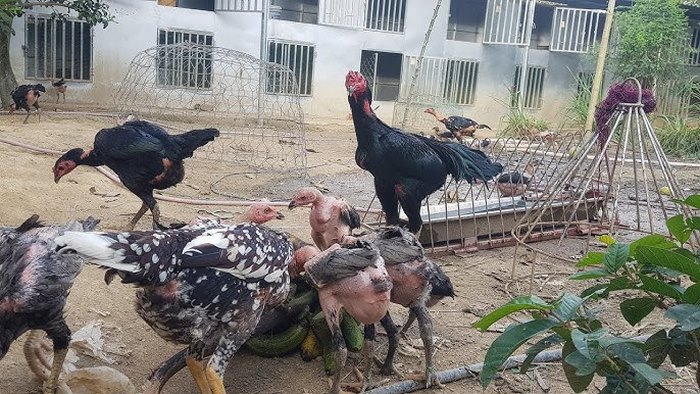 Một kỹ thuật nuôi gà đá Thomo mọi sư kê cần chú ý là chuẩn bị chuồng trại đạt tiêu chuẩn