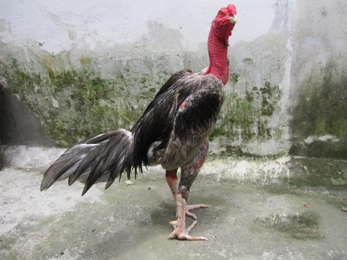 Gà đá Thomo cần được chăm sóc đặc biệt, có chế độ dinh dưỡng riêng từng giai đoạn
