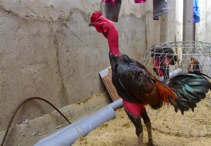 Tùy thời điểm, sư kê cần thay đổi kỹ thuật nuôi gà đá Thomo để gà đạt phong độ cao nhất