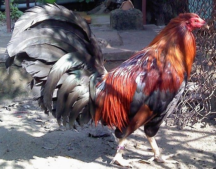 Một kỹ thuật nuôi gà đá Thomo quan trọng và biết cách chọn giống, chọn chiến kê