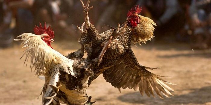 Đá gà Thomo không chỉ là một hoạt động giải trí, đến nay đã là một phần quan trọng trong đời sống văn hóa của người dân