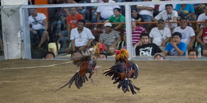 Luật đá gà Thomo