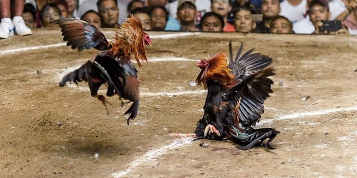 Tổ chức, luật đá gà Thomo đều được cơ quan chức năng Campuchia giám sát