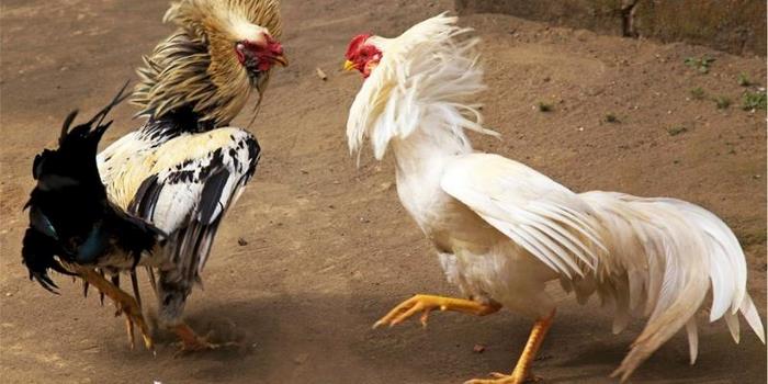 Trước trận đấu, hãy áp dụng mẹo chọn cựa gà đá Thomo và mẹo chọn gà đá để gia tăng cơ hội thắng cược