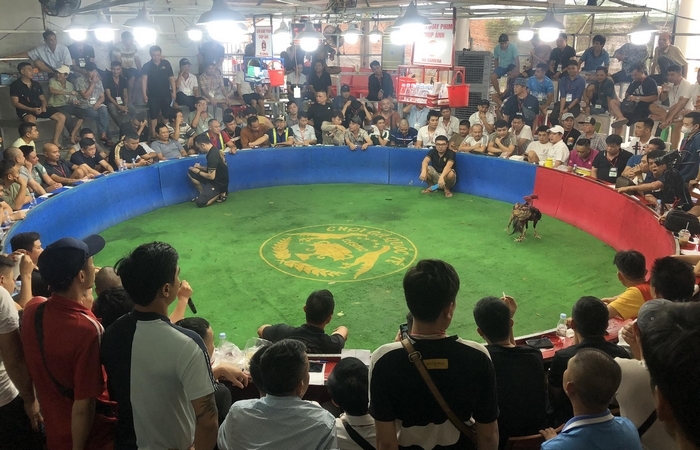 Trường gà Thomo ở đâu? Là một địa điểm giải trí nổi tiếng của Campuchia