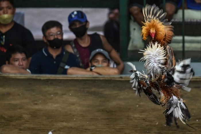 Ngoài Thomo, còn có nhiều trường gà nổi tiếng khác tại Thái Lan, Philippines