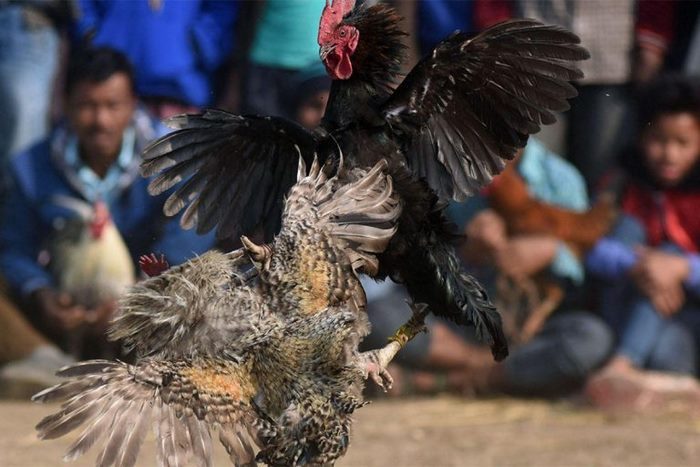 Trường gà Thomo tổ chức đá gà chuyên nghiệp chuẩn quốc tế, có hệ thống phát sóng trực tiếp chuẩn HD