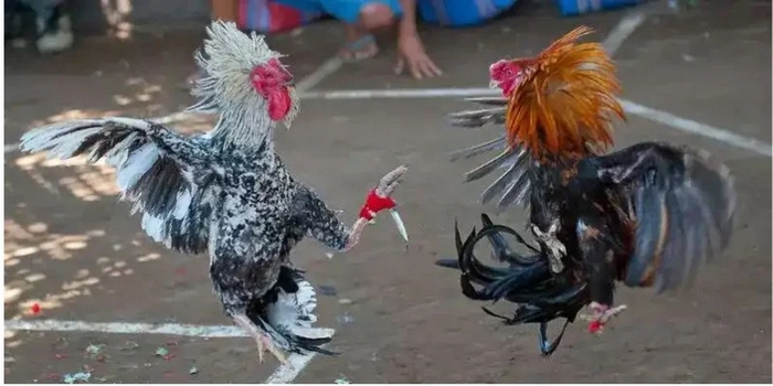 Thức ăn cho gà đá Thomo