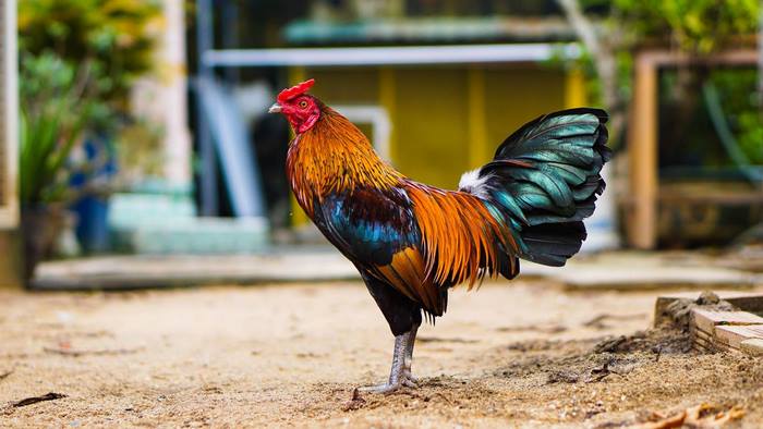 Tùy thể trạng mỗi giai đoạn, sư kê cần điều chỉnh chế độ ăn cho gà đá để giúp gà luôn có phong độ tốt