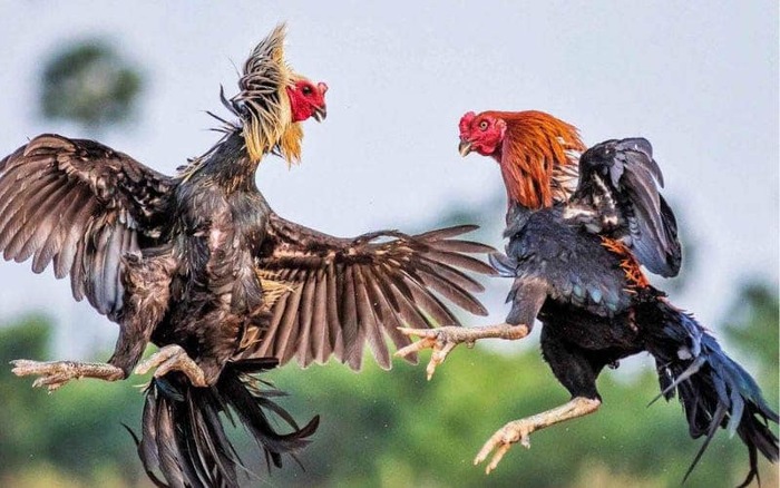 Cách tham gia vào trường gà Thomo đơn giản, dễ dàng