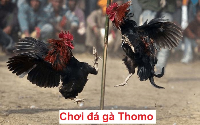 Xem lại đá gà Thomo sẽ đảm bảo được quyền riêng tư và sự an toàn