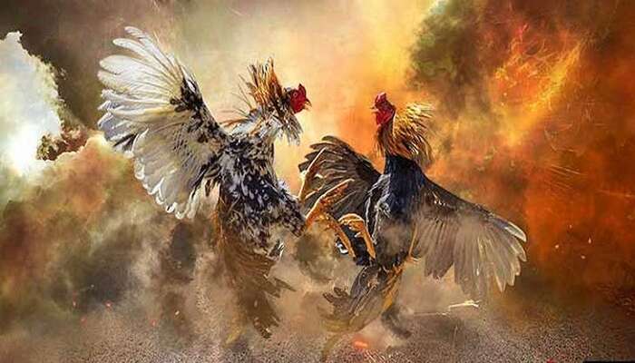 Xem lại đá gà Thomo tại DAGA - nền tảng xem đá gà uy tín, chất lượng